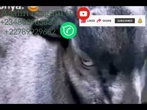 Jalabi Na Samun Mazan Kudi Bana Wasa Ba