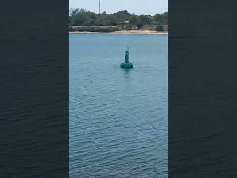 Man Eaten By Shark Mombasa While Swimming Near Ferry