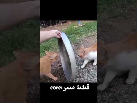 قطط مصر Core ايه يا صاوي قطط مصر فادي عضلات أم جاسر ضحك Shortvideo Funny Shorts
