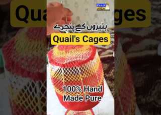 Hand Made Quail S Cages Quail Sound Batair Ki Awaz بٹیر Quailsound Birdsound Birdshome