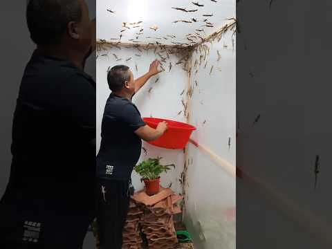 مزرعة أبو بريص في الصين لحظات مضحكة للغاية