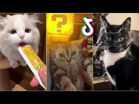 Funny Cats TikTok Compilation 2024 7