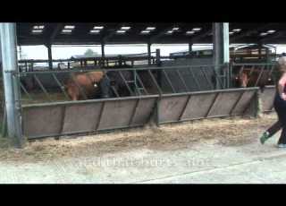 Gangnam Parody Church Send A Cow Fundraiser
