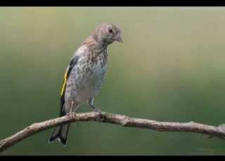 تغريد واد الكبريت سوق اهراس