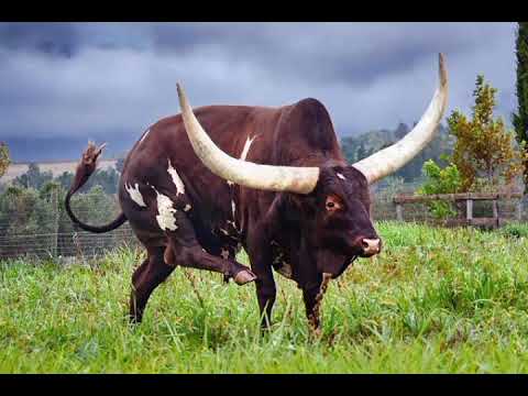 LUGOLA YOMBO SONG MBINA BY EMMA STUDIO 0689 846 128 2026