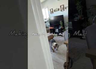 Making My English Bulldog Mad