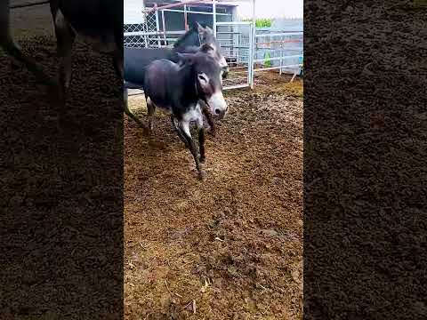 Donkeys Live Among Donkeys And Horses 572 Donkeys Live Among Donkeys And Horses 572