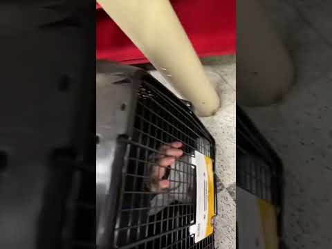 Trapped My Fiancé In A Dog Cage At Petco Gnb Shorts