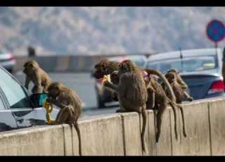  Alisulili اصوات قرود البابون صوت القرد صوت القرود اصوات القرود