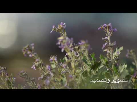 شيلة قلب الولع كلمات شبيب بن عرار واداء صالح بن مانعه تابعوني على الانستقرام تصاميم Platinum4