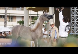 A Dream In Motion Arabella Al Shahania At GCAT Cannes 2025