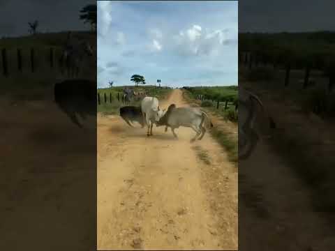 Dikaya Lvica Alex Rus