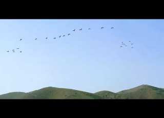 Crane Quil Hunting کورنج کی شکار کونج کرکرے شکور Konj Local