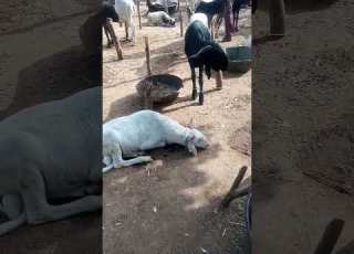 Sheep Rams Location Zamfarastate Gusau Kara