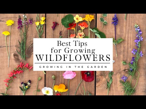 WILDFLOWERS How To PLANT And GROW Wildflowers That COME BACK YEAR After YEAR