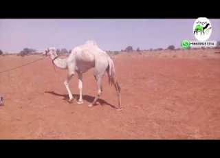 بعير بشاري اصيل الموقع السودان لتواصل 249994882397