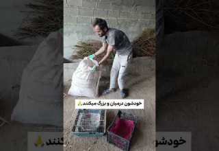 ولاگ مادر جوجه ها جوجه ولاگ مادر روستا داستان مرغ روزمرگی