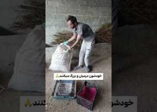 ولاگ مادر جوجه ها جوجه ولاگ مادر روستا داستان مرغ روزمرگی