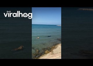  Dog Swims Toward Shark ViralHog