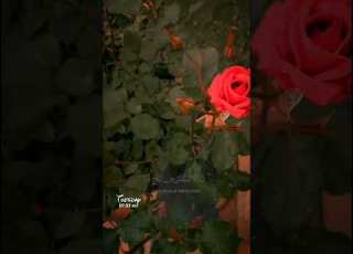 القارئ إسلام صبحي ولا تيأسوا من روح الله سورة يوسف قرآن