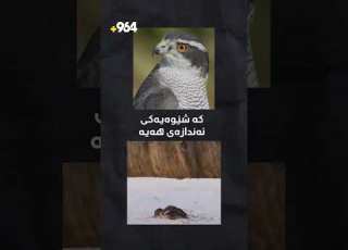 بۆ دروستکردنی فڕۆکە وێرانکەرەکەی ئەمریکا سوود لە باڵندەی شاهین وەرگیراوە