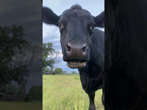 Cute Cow 02 Sheep Dog Cow Goat Monkey Cat Horse Donkey Bull Sheepcraft