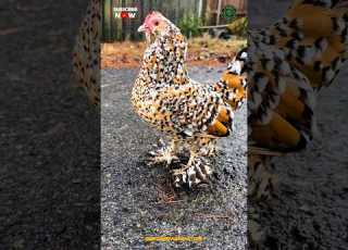 Most Beautiful Hen Fancy Chicken
