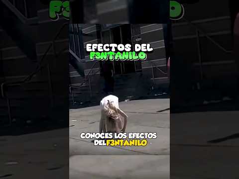 Los Efectos Del Fentanilo Droga Zombie