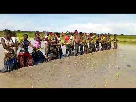 Jinsi Wasukuma Hupanda Mpunga Kwa Kufuata Mapigo Ya Mziki