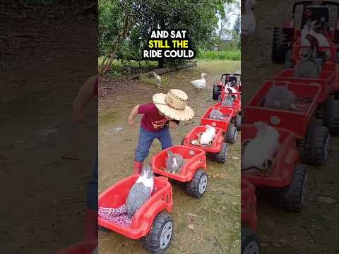 This Child Built A Train For His Farm Animals