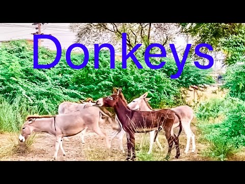 حياة الحمير Animals Shortvideo Donkeyshow Donkey Viralvideo Video Viralshorts Viralshort Video S حياة الحمير Animals Shortvideo Donkeyshow Donkey Viralvideo Video Viralshorts Viralshort Video S
