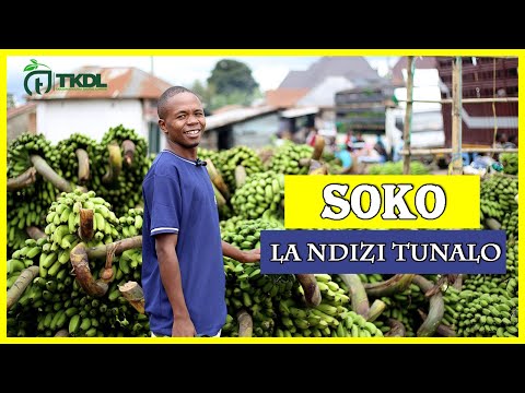 WAKULIMA WA MIGOMBA SOKO LA NDIZI TUNALO WAKULIMA WA MIGOMBA SOKO LA NDIZI TUNALO