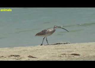  كروان الماء Numenius Phaeopus