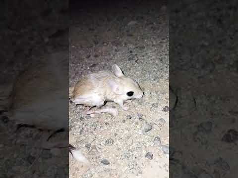 جربوع الصحراء