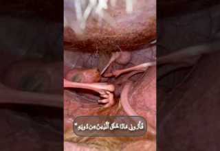 القارئ إسلام صبحي هذا خلق الله قران كريم Quran سورة لقمان