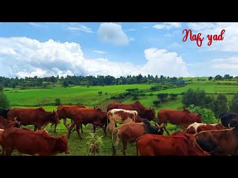 Oromiyaa Dachee Badhaatuu