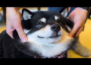  زيارة مقهى Shiba Inu Dog في كاماكورا اليابان ماميشيبا كافيه كاماكورا