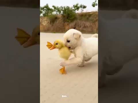 صحاب يعني سند و حياة