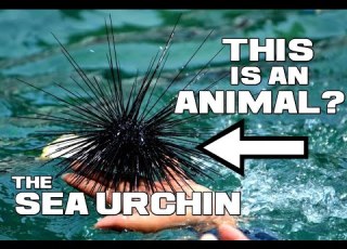 The Bizarre Ball Sea Urchin Animal A Day