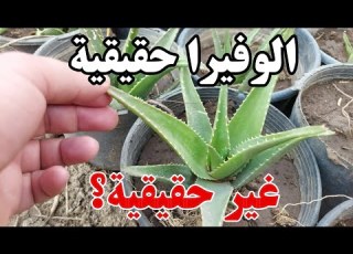 الفرق بين الالوفيرا الحقيقية والمزيفة الالوفيرا الاصلية واسرار العناية بها