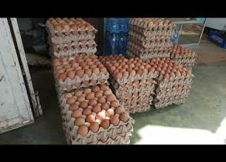  TUNAUZA MAYAI YA KISASA FRESH KUTOKA SHAMBANI WE ARE SEEING QUALITY TABLE EGGS TREI