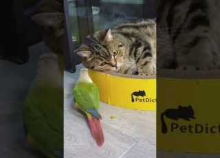 Cats And Other Animals Cat Funny Pets Cute Pet