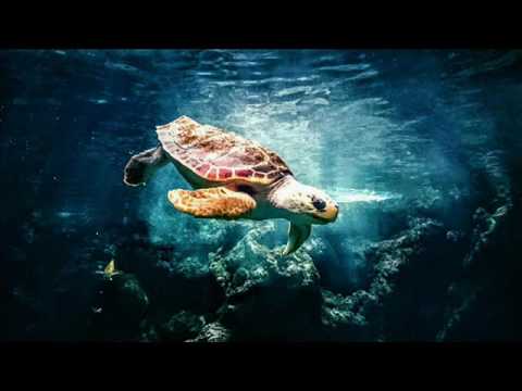 Silent Partner Dog And Pony Show