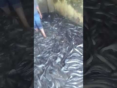 قرميط سمك للاكل قناه عمر حجازي الاسماك الصغيره والكبيرة