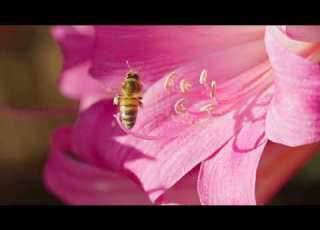 Flowers Bees Episode 2 Up Close