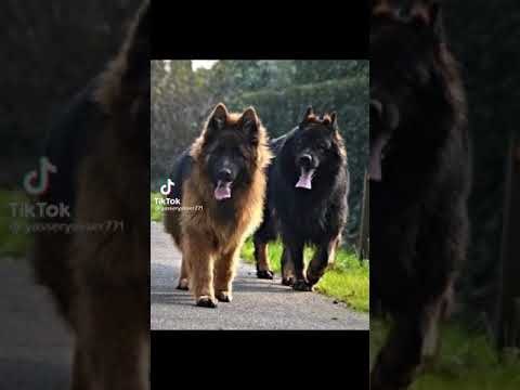 كلاب القوية المالينوا