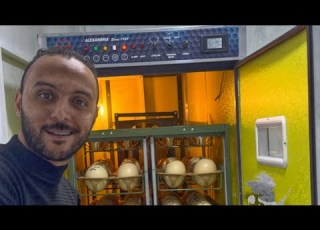 دخلت اول مجموعة بيض نعام في المعمل الجديد حصل ايه