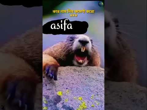 Asifa Short Funny