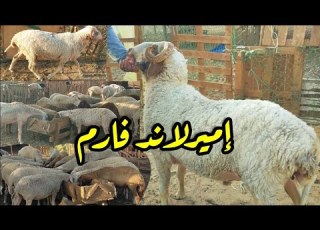  مزرعه في جمعية عرابي بالعبور تنتج اضخم خاروف بمواصفات البرقى وأعلى فى التصافى ماشاء الله