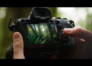  How To Photograph Complex Forest Landscapes
